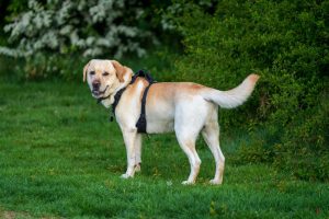 hond loopt door het park