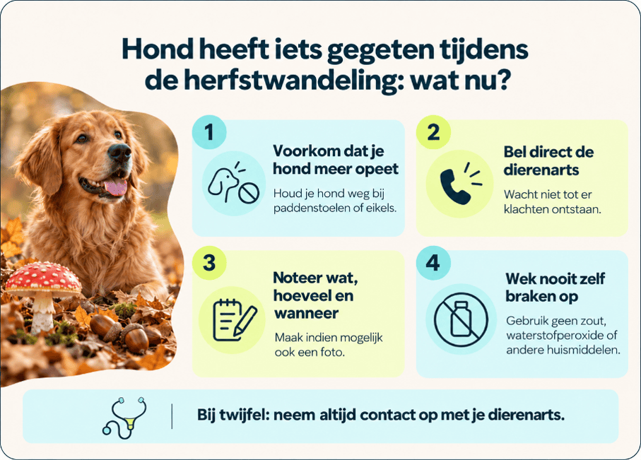 Hond heeft ietes gegeten tijdens de herfstwandeling - wat nu