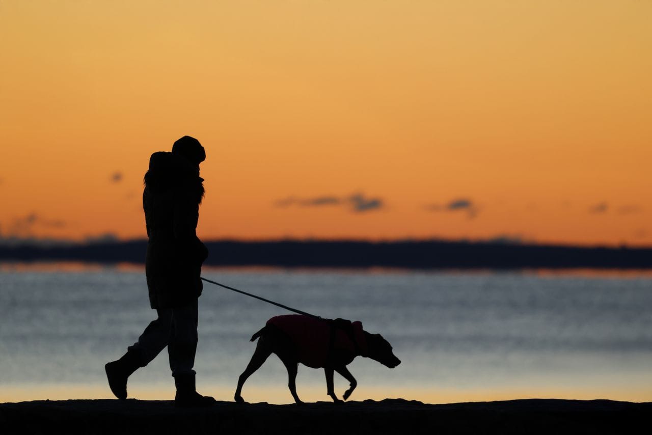 Persbericht - dierenarts waarschuwt lampje aan halsband in het donker is niet genoeg