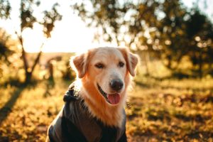 Goldenretriever in zwarte regenjas