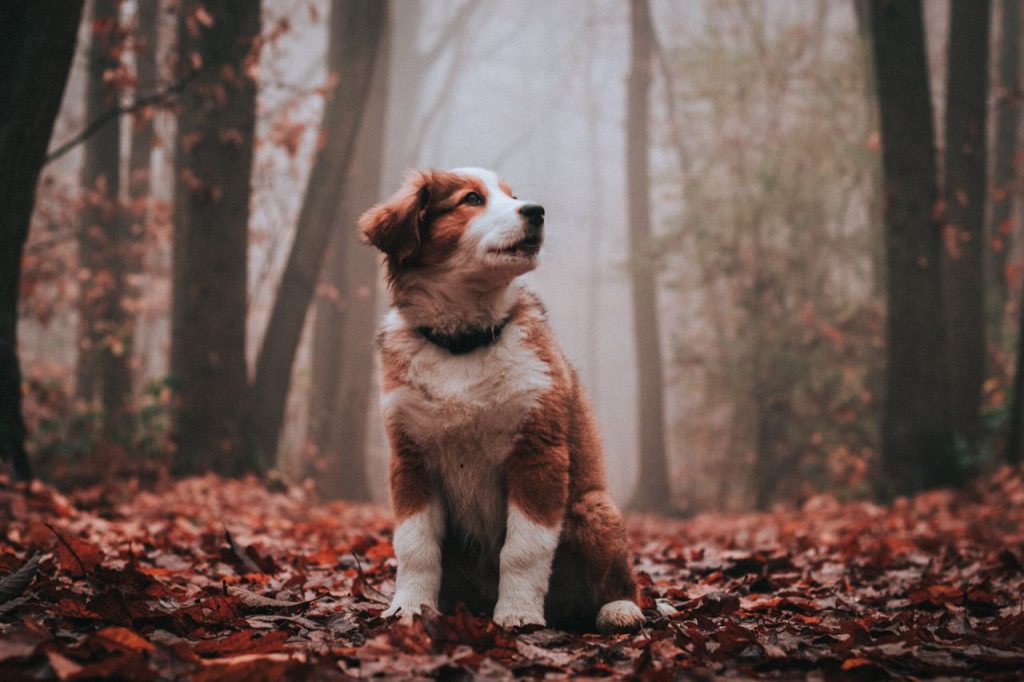 Eikels giftig voor honden: dit moet je weten in de herfst