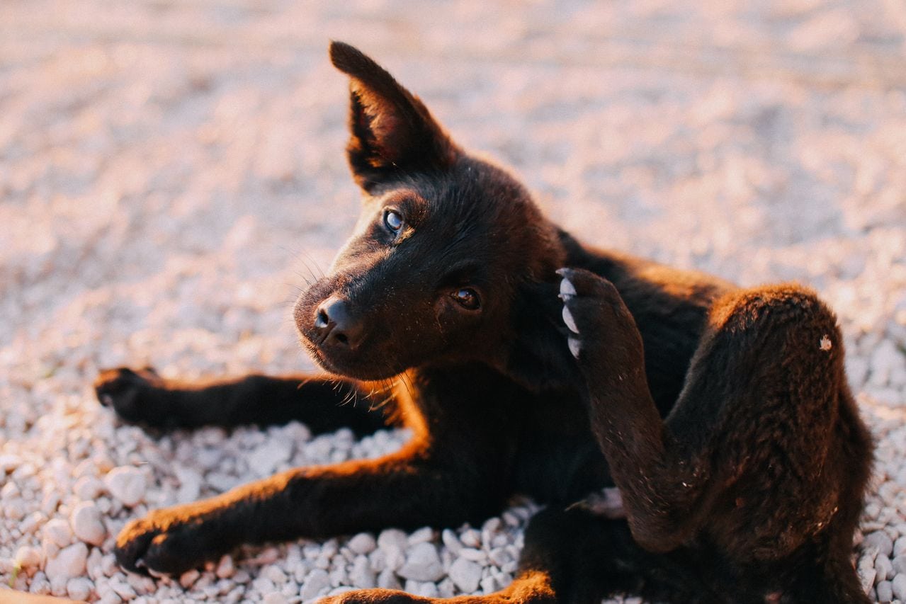 Puppy die achter oor krabt